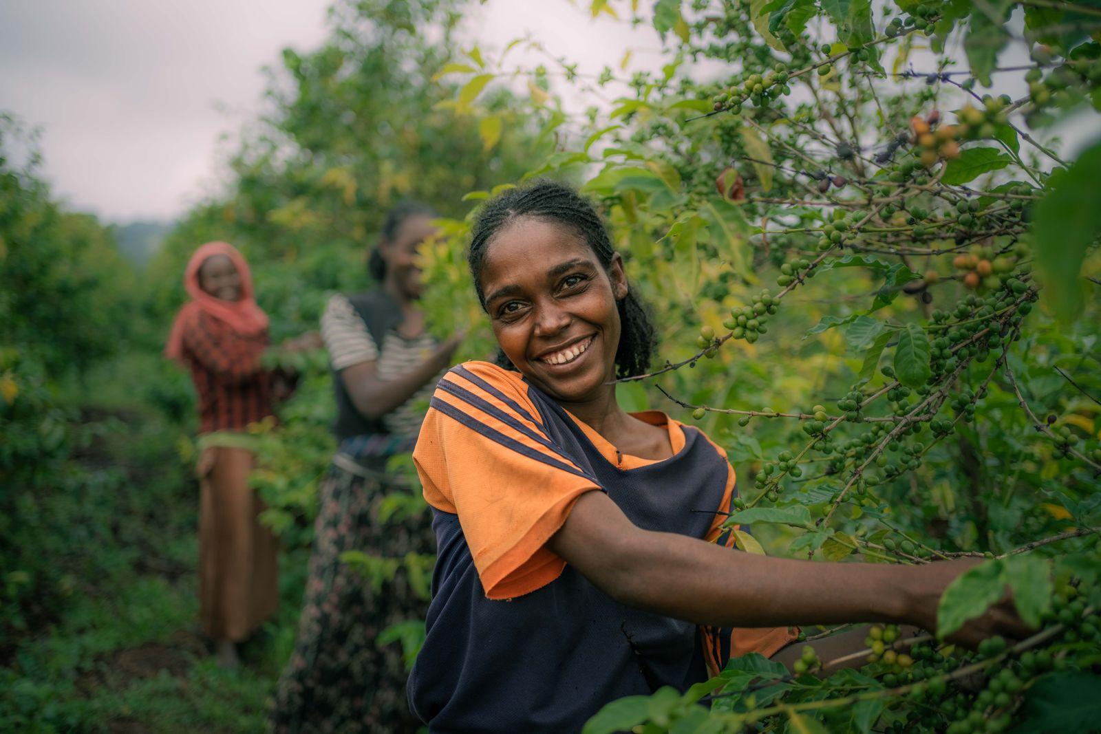 Women harvesting coffee berries