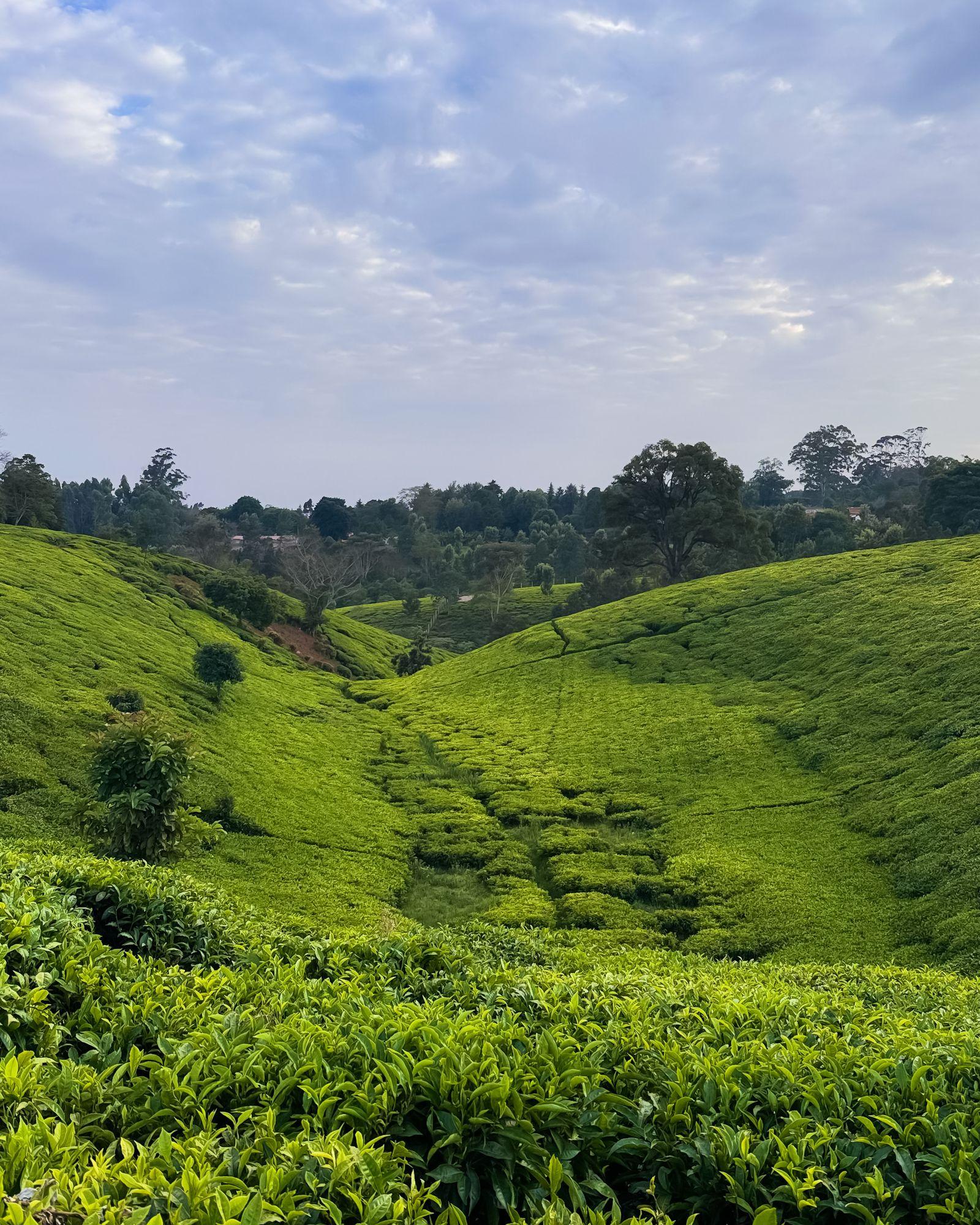 Lush green tea plantation in the Kenyan hills