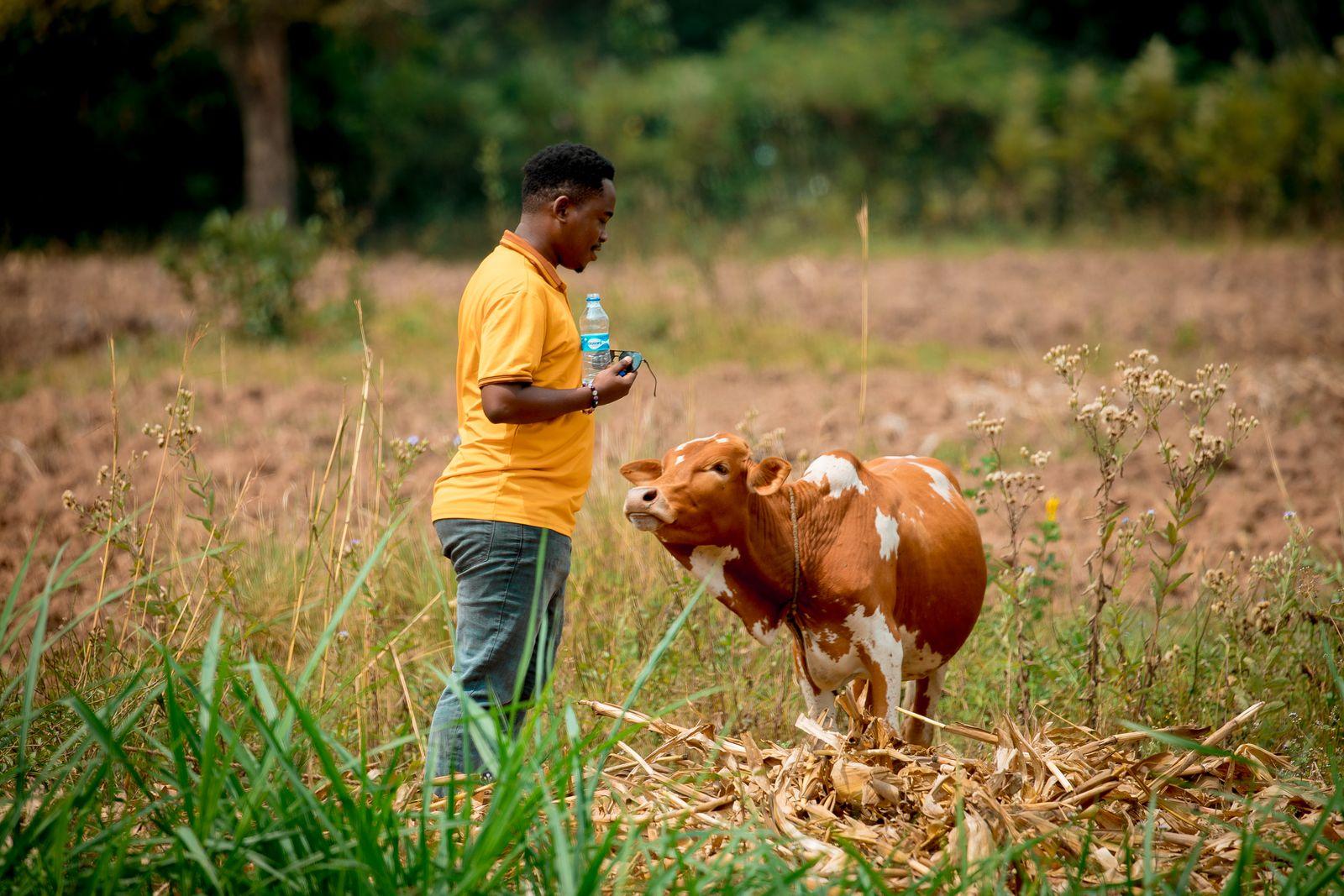 Farmer with cattle on a Kenyan farm