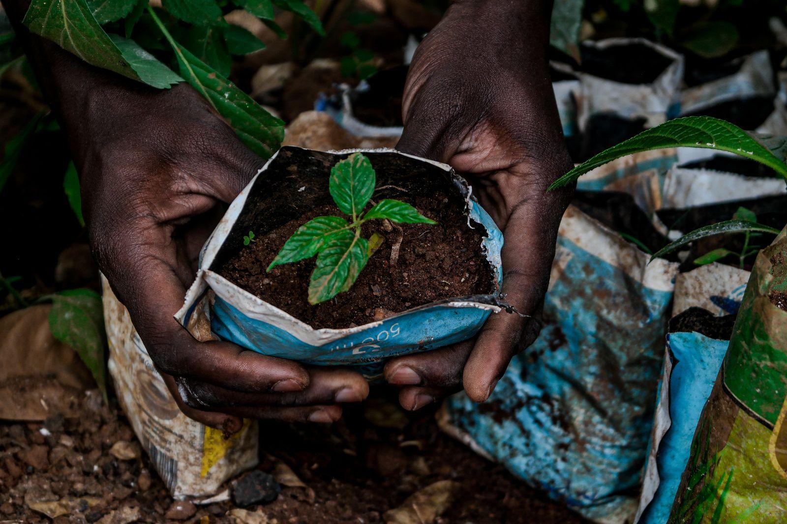 Hands planting a tree seedling